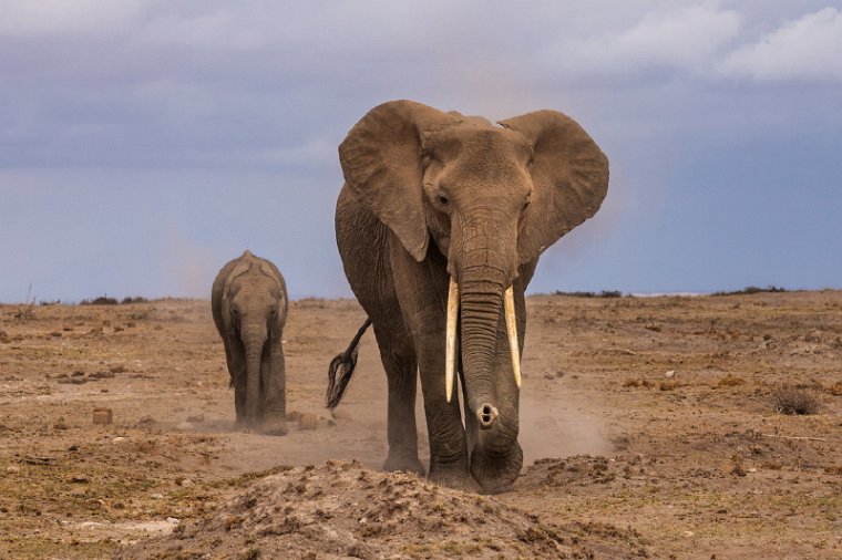 098 Amboseli Nationaal Park.jpg